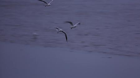 S海鸥在湿地飞行视频的预览图