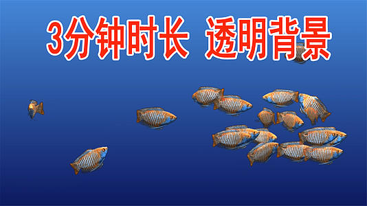热带鱼海底鱼带通道红鱼青色条纹视频的预览图