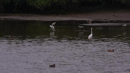S白鹭在湿地行走觅食视频的预览图
