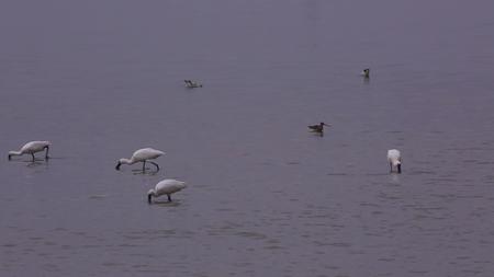 S琵鹭长脚鹬湿地觅食视频的预览图