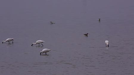 S琵鹭长脚鹬湿地觅食视频的预览图