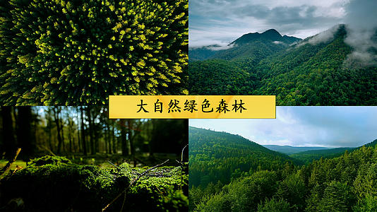大自然绿色森林视频的预览图