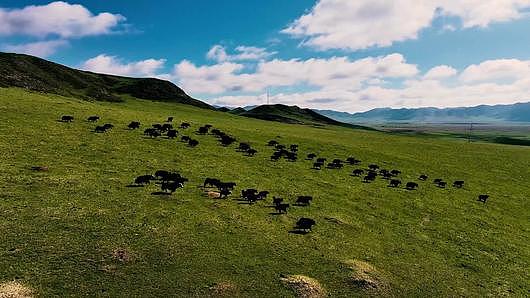 高清航拍视频若尔盖草原奔跑牦牛群视频的预览图