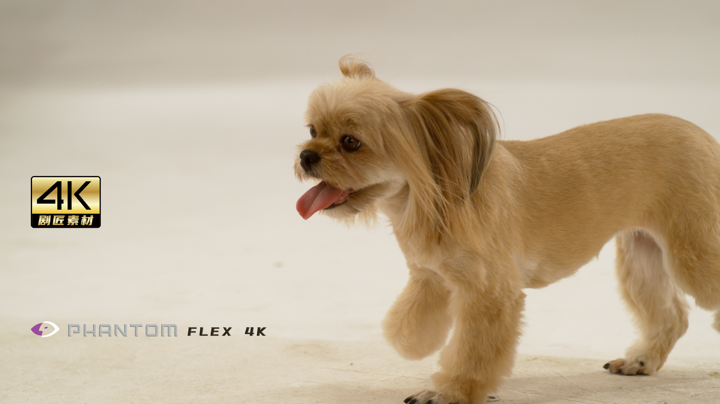 芬腾高速机1000fps之小狗视频的预览图
