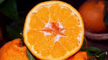 春见粑粑柑柑橘视频的预览图