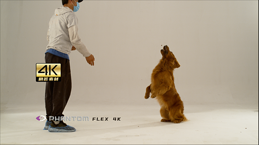 芬腾高速机1000fps之狗狗视频的预览图
