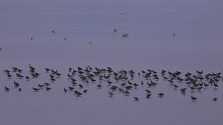 S湿地群鸟觅食视频的预览图