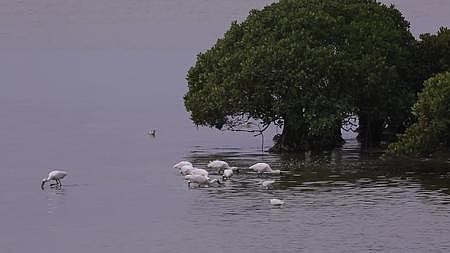 S白琵鹭湿地觅食视频的预览图