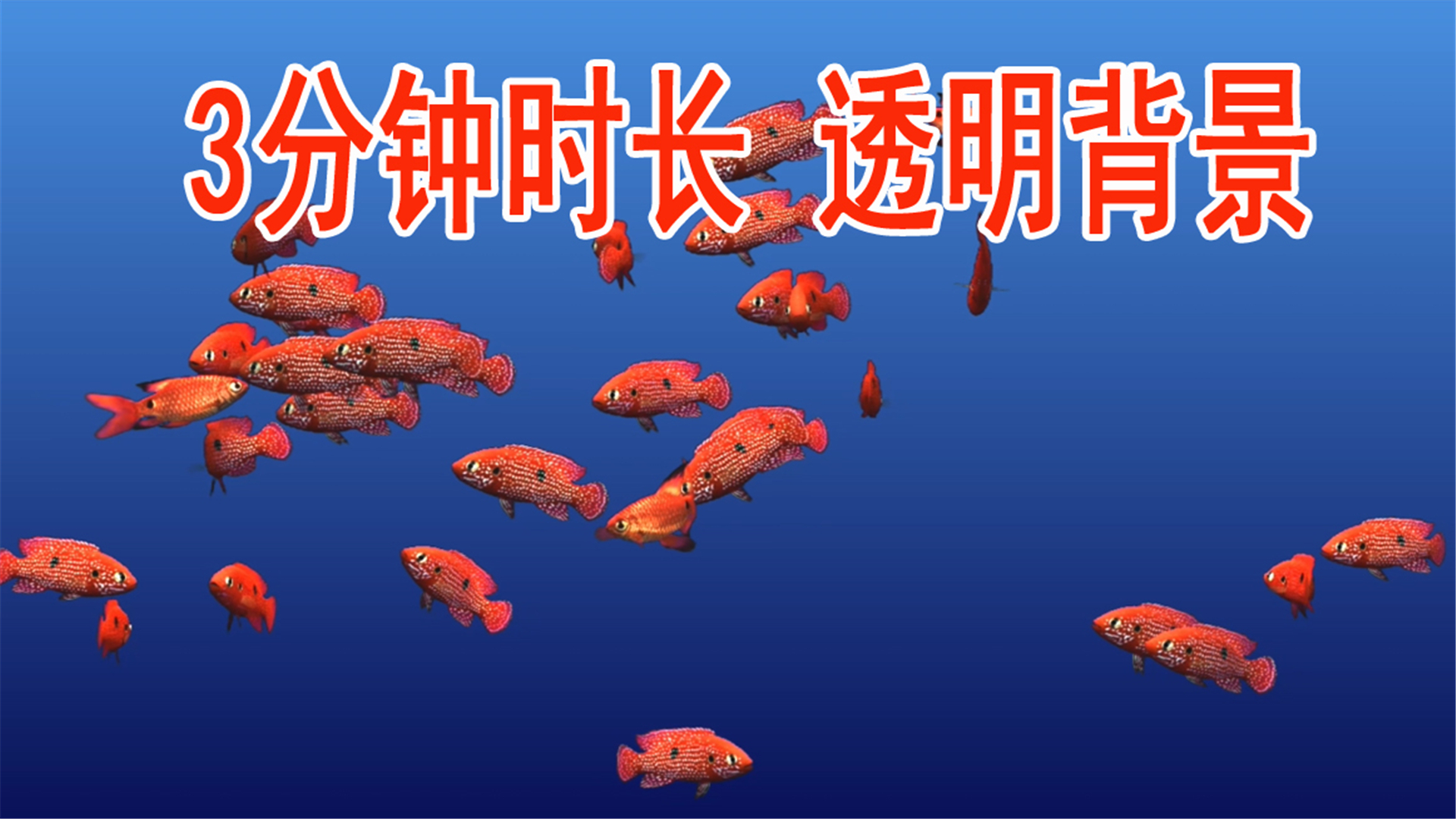 通道鱼热带鱼海底鱼观赏鱼红鱼白纹理黑点视频的预览图