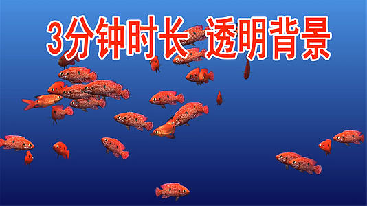 通道鱼热带鱼海底鱼观赏鱼红鱼白纹理黑点视频的预览图