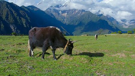 4K草原风景牦牛高原牧区草场牧场藏族牦牛视频的预览图