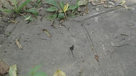 抓拍在公园里的黑色蜻蜓视频的预览图