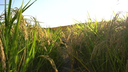 水稻慢镜头拍摄视频的预览图