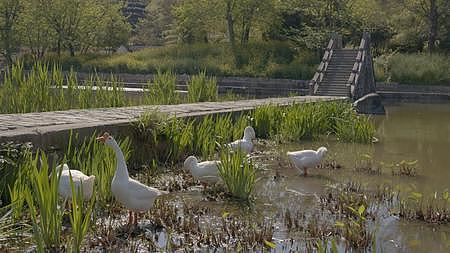乡村生活小桥流水大白鹅散养天然大鹅实拍视频的预览图
