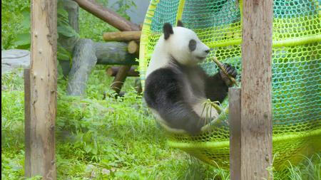 大熊猫坐摇椅秋千悠闲吃竹笋4K实拍视频的预览图