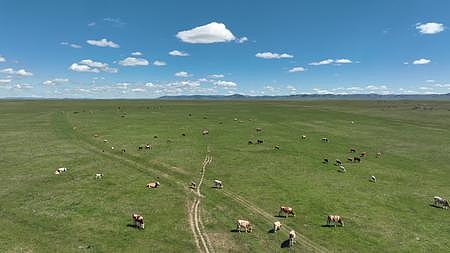 蓝天白云下的草原牛儿在静静地吃草视频的预览图