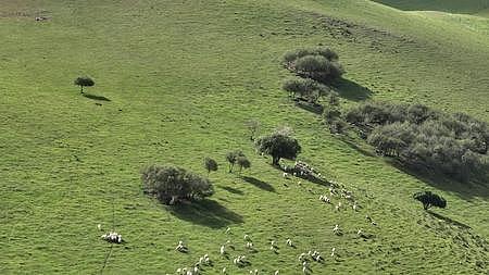 羊群下山视频的预览图
