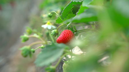 草莓种植园视频的预览图
