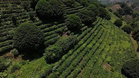 航拍梯田茶园茶叶种植视频的预览图