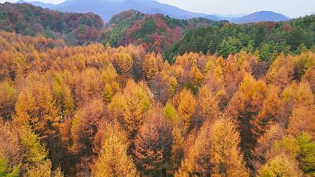 满山金黄的山红叶淋漓尽致的秋天视频的预览图