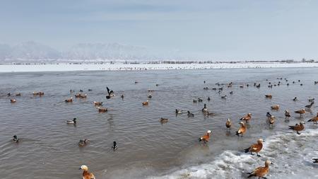 航拍下雪后的黄河上的飞鸟视频的预览图