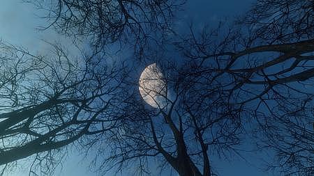 恐怖森林月亮升起空镜视频的预览图