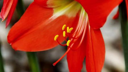 观赏植物朱顶红花视频的预览图
