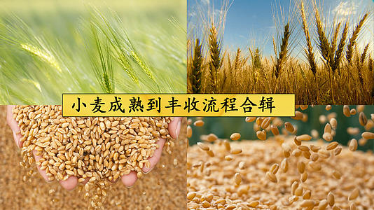 小麦成熟到丰收流程合辑视频的预览图