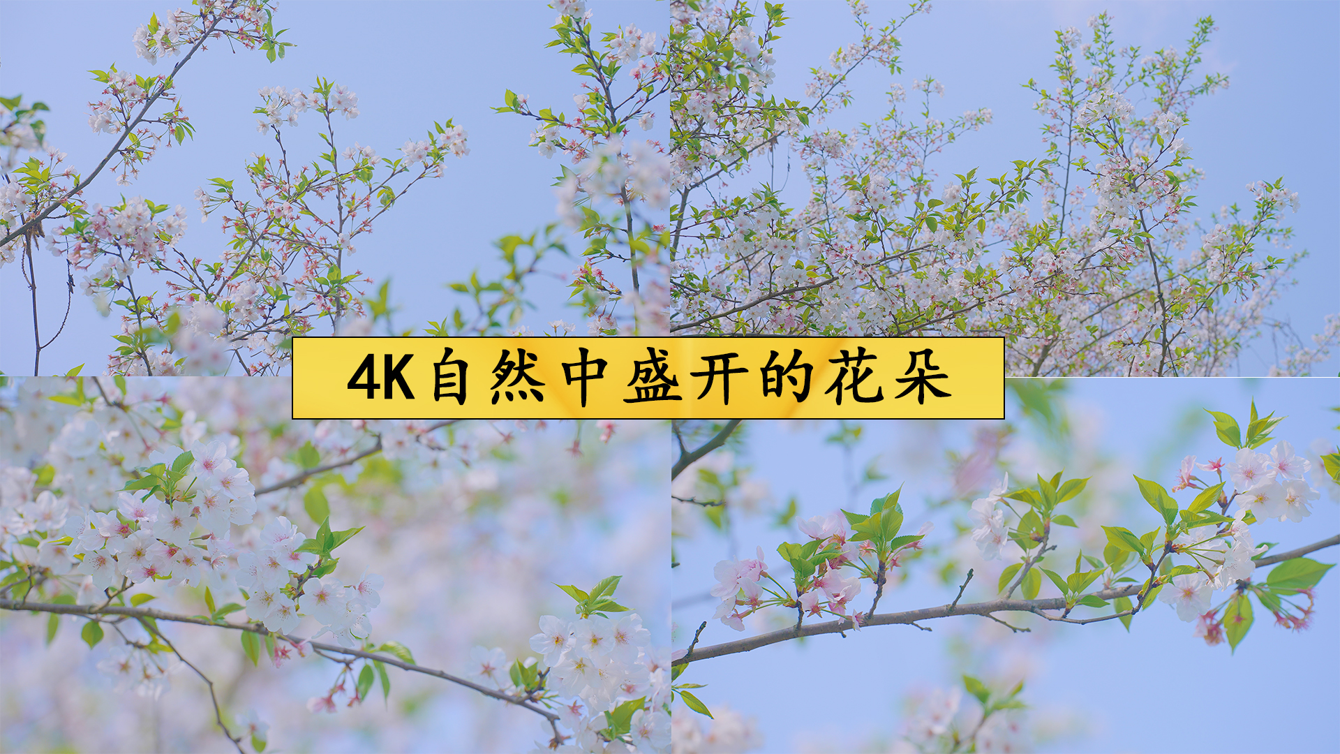 4K自然中盛开的花朵视频的预览图