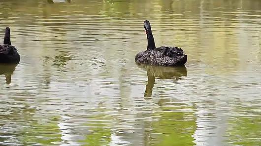 池塘里人工养的黑天鹅视频视频的预览图