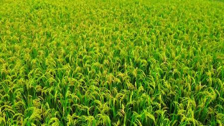 一遍稻田快成熟的稻谷视频的预览图