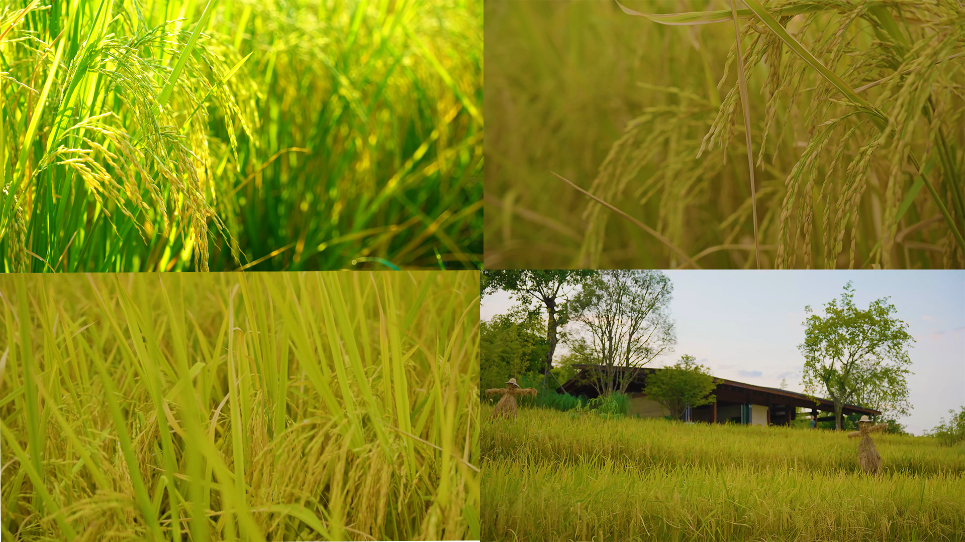 成熟的水稻视频的预览图