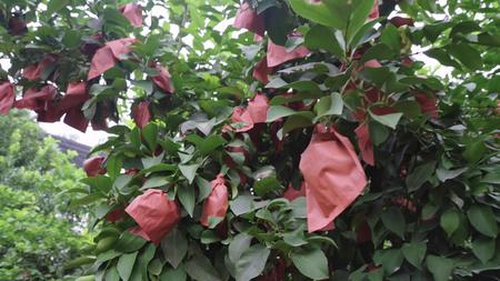 柠檬园柠檬果柠檬套带2视频的预览图