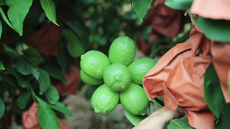 柠檬园柠檬果柠檬套带绿色视频的预览图