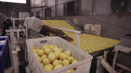 柠檬厂柠檬视频的预览图