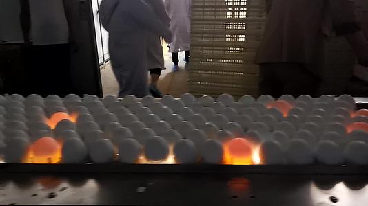 孵化场照蛋设备视频的预览图