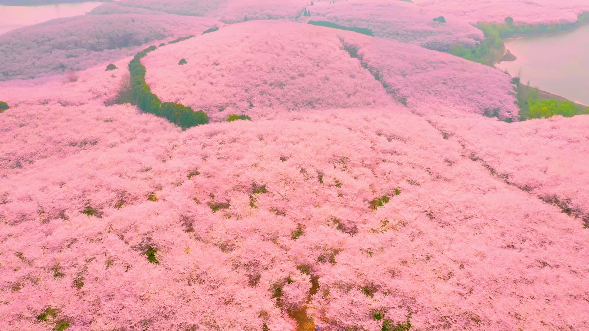 4K航拍贵州贵安新区平坝樱花园视频的预览图