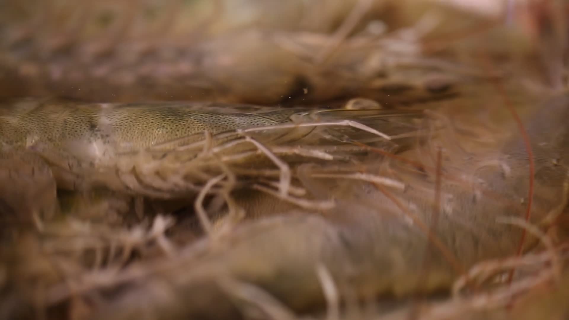 大虾海鲜视频的预览图