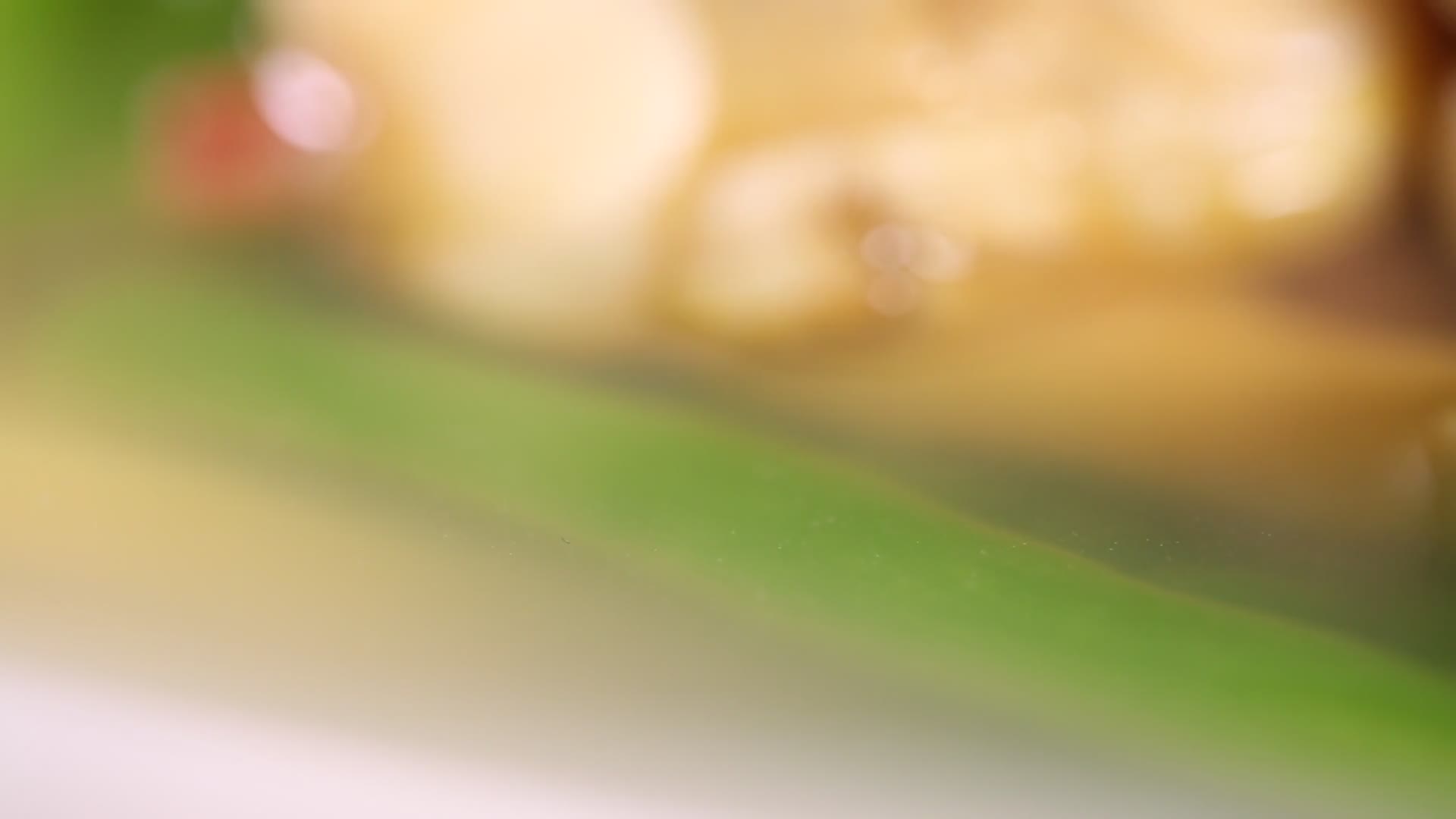 美味花蛤肉视频的预览图