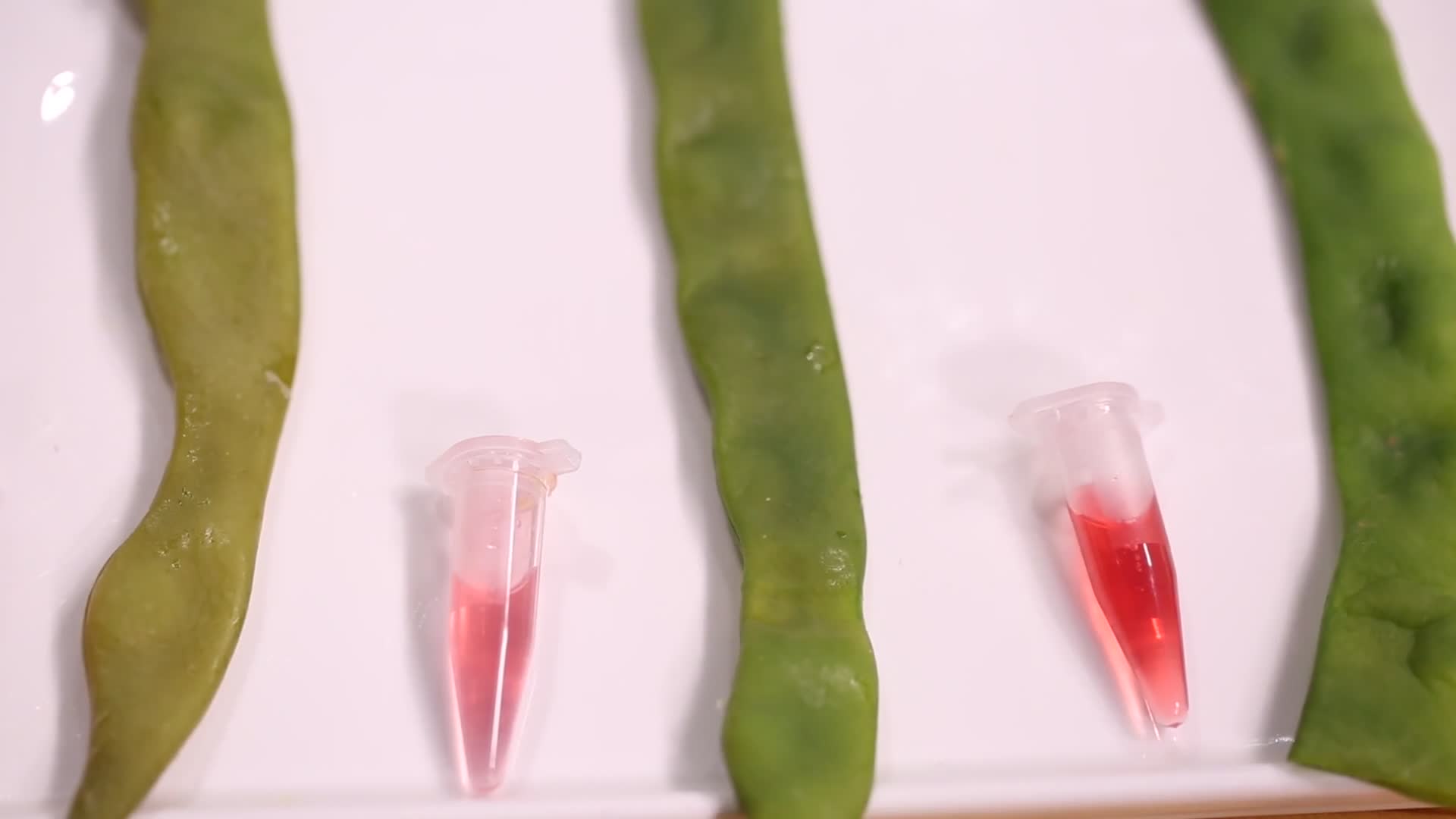 实拍水煮扁豆并测试龙葵碱变化的中毒实验视频的预览图