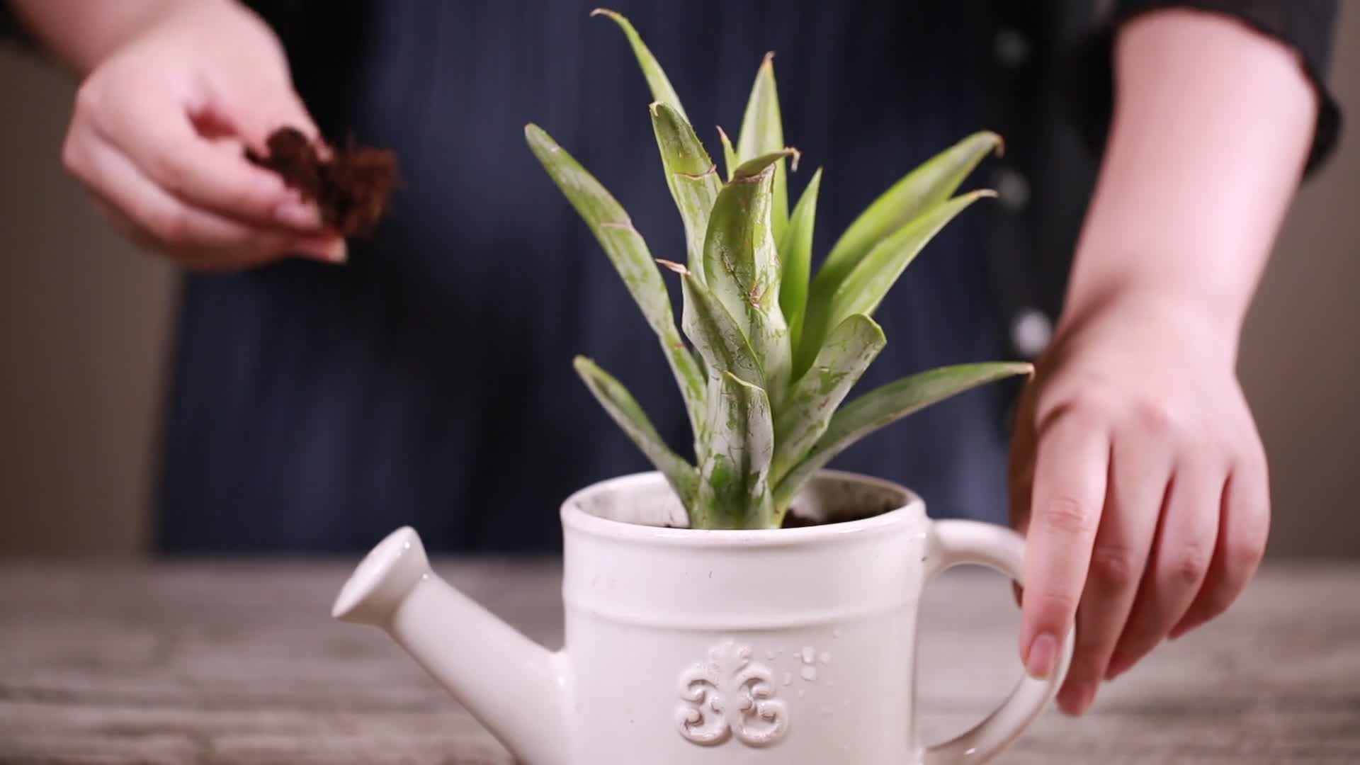 实拍水果菠萝DIY盆栽的生活小窍门视频的预览图