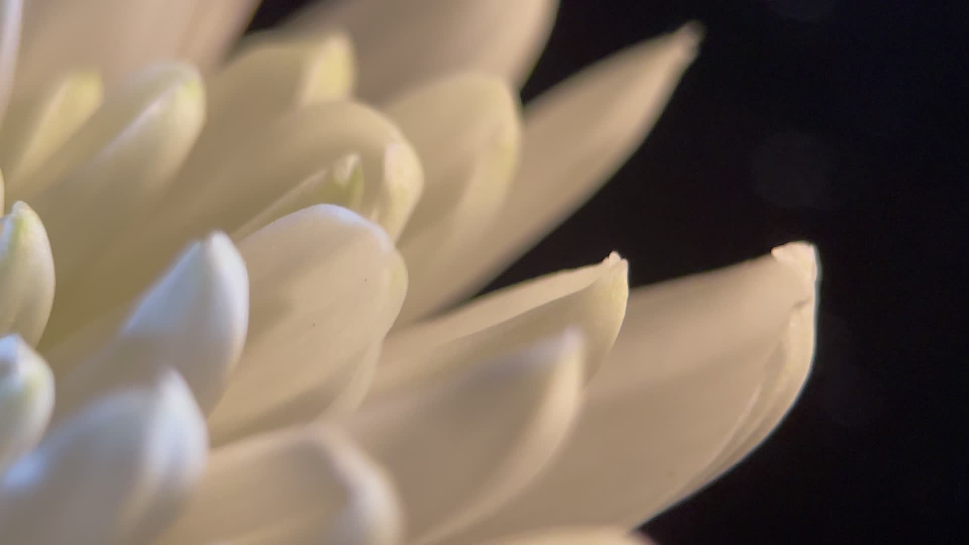 鲜花雏菊白色高级视频的预览图