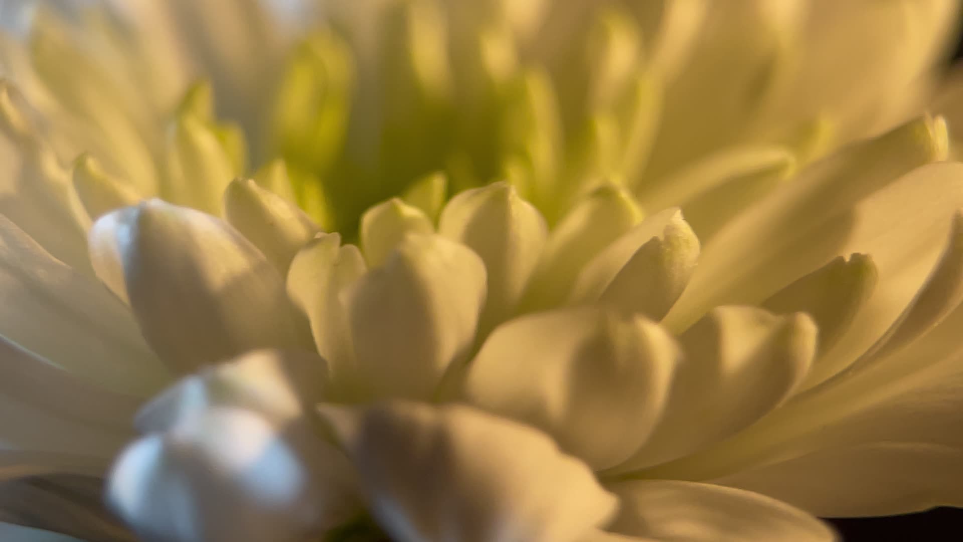 鲜花雏菊白色高级视频的预览图