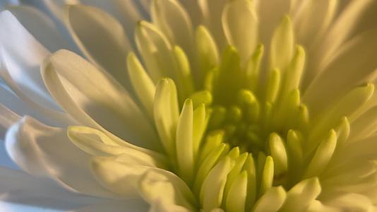 鲜花雏菊菊花白色鲜花摄影微距4k视频的预览图