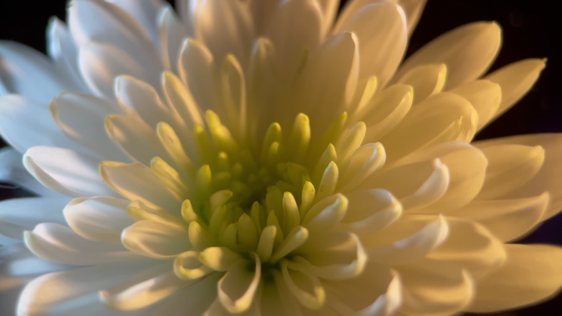4K微距白色鲜花菊花视频的预览图