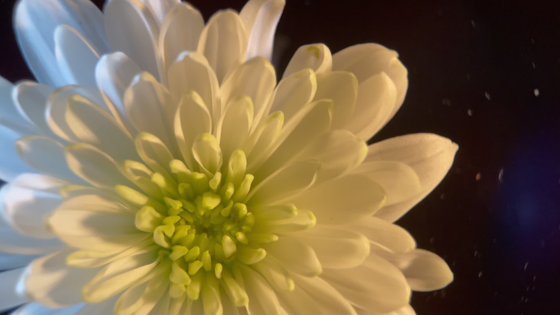 4K鲜花白色菊花实拍视频的预览图