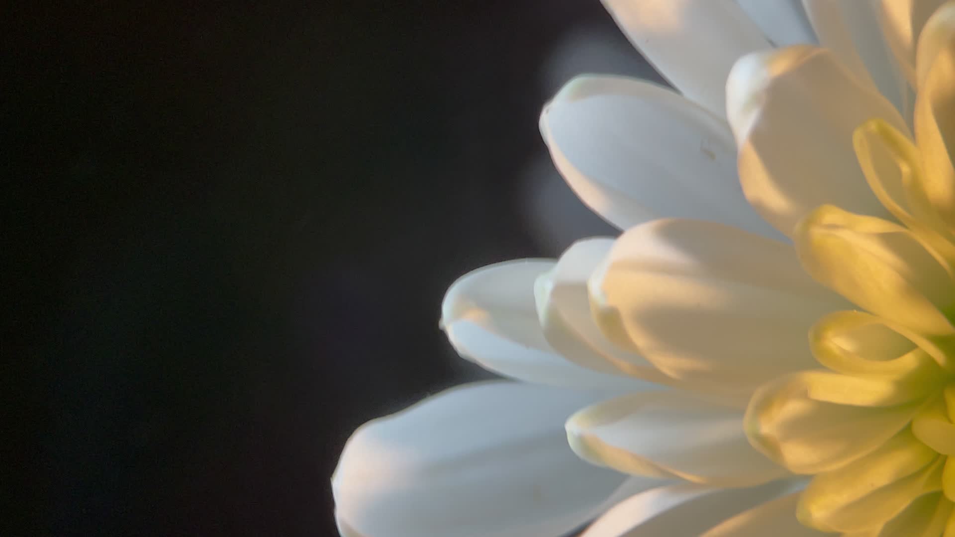 鲜花雏菊菊花白色鲜花摄影微距4k视频的预览图