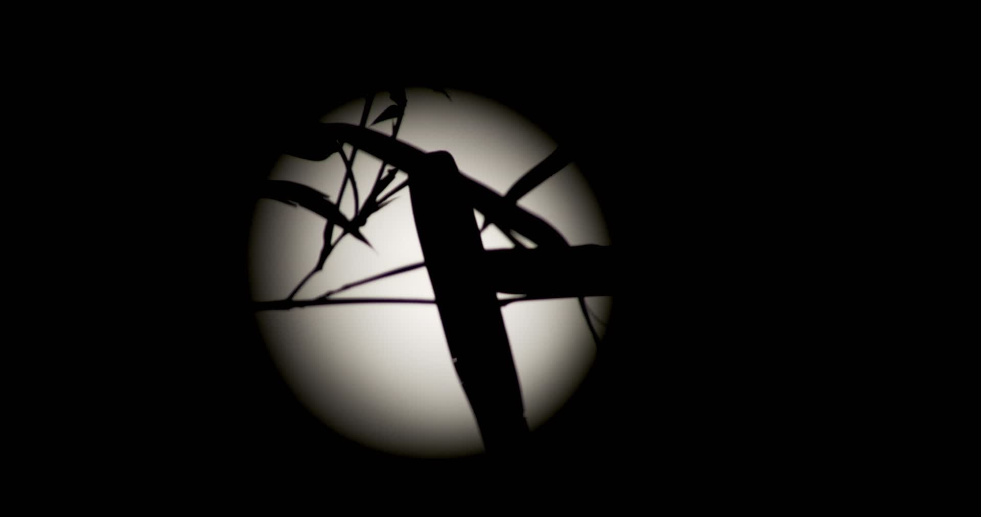 竹影月亮唯美运镜视频的预览图