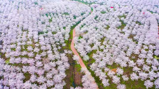 4k航拍贵州黄蜡白色樱花园景区视频的预览图