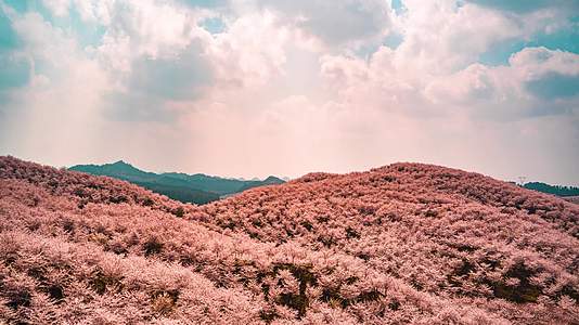 8k延时贵州平坝粉色樱花素材视频的预览图